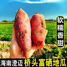 海南桥头富硒地瓜新鲜农家自种沙地番薯富硒沙栗红薯10斤带箱