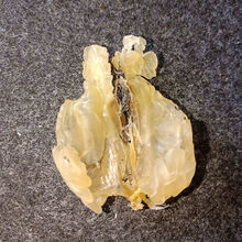 雪蛤油林蛙油东北长白山特产林蛙联体油雪蛤膏雪蛤干 整只雪蛤油林蛙油10g 长白山连体块油 10g (送枸杞大枣)