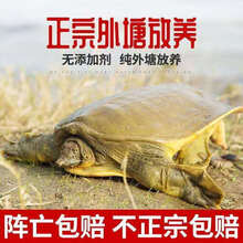 鲜美惊 正宗外塘黄皮甲鱼黄油甲鱼缺斤少两包赔 正宗4.5斤黄皮黄油甲鱼(请客送礼)