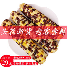 张家口玉米 糯玉米棒非转基因甜糯玉米新鲜熟黏玉米粒真空生鲜玉米老苞米 8根 傲货彩糯玉米8穗*200克 箱
