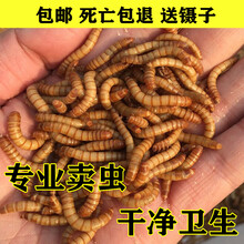 [店铺推荐]面包虫活虫虫干蜥蜴守宫爬宠鱼鸟食物乌龟饲料活体面面黄粉虫活虫 面包虫100条+饲料