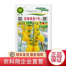 北京农科院京研红色樱桃小番茄圣女果水果千禧西红柿种子 四季播种非转基因种籽家庭阳台园艺庭院室内外 京番黄星1号20粒