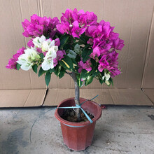 【带花 顺丰发货】重瓣三角梅盆栽树苗爬藤老桩带花苞发货室内外观花植物绿植花卉盆景 棒棒糖【金心双色】 福建基地【含育苗盆土】