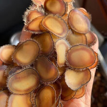 #RemHtml($!{product.content.wareName})