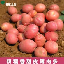 薯家上品新鲜现挖云南高山土豆农家自种红皮小土豆 红皮土豆5斤装