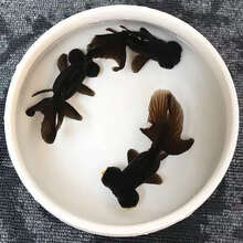 #RemHtml($!{product.content.wareName})