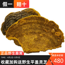 新品长白山桑树桑黄野生特级250g纯金边桑黄整枝灵芝菌500g