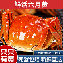 【活蟹】蟹家长鲜活小螃蟹六月黄 螃蟹鲜活 公蟹母蟹新鲜河蟹 六月黄三元蟹20+5只