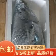 鱼黄鳍金枪鱼整条80-90斤重坏单包赔 80-90斤一条