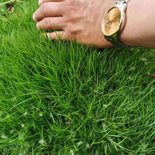 草坪种子草籽四季长青免修剪护坡固土快速生长覆绿耐寒耐旱耐高温球场耐踩别墅庭院公园绿化卓天 工程覆绿草籽一斤【大面积边坡覆绿经济实惠】