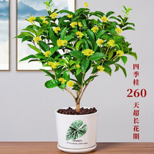 桂花树苗盆栽四季桂花苗浓香型四季桂金桂庭院室内外地栽嫁接桂花苗耐旱不含盆 四季桂 4年苗