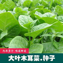 菜友农家大叶木耳菜种子 农田菜园可盆栽木耳菜豆腐菜软浆叶蔬菜籽 大叶木耳菜种子原厂包装2袋