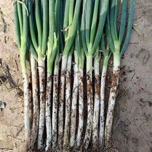 超值10斤大葱批发山东铁杆大葱新鲜蔬菜生吃香葱绿葱3斤5斤 【带皮】去半叶【精选装】净重5斤