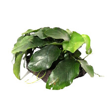 美人雾 鱼缸水族箱造景装饰真火山石水草活体懒人草造景活水草  单头牡丹榕火山石