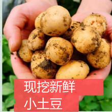 现挖新鲜土豆 5斤/10斤装马铃薯洋芋黄心土豆 精品蔬菜批发 10斤小果【含箱9.5-10】