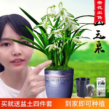 兰花苗建兰花艺青山玉泉现带香水花苞出售有香味的兰花卉绿植盆栽 青山玉泉4苗带花，配盆土肥药说明书