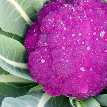紫色花椰菜 价格 图片 品牌 怎么样 京东商城