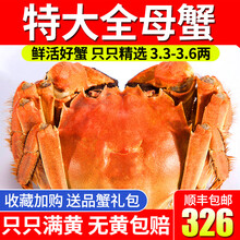 【活蟹】阳澄清歆大闸蟹 六月黄现货鲜活特大螃蟹 活蟹实物 公蟹全母蟹  生鲜水产礼盒装 六月黄全母蟹3.3-3.6两 八只礼盒装