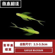 豆乐奇 斑马鱼 淡水鱼 观赏鱼 小型鱼 热带鱼 蓝莓斑马蝶翼斑马 灯科鱼 群游鱼 好养易活 新手鱼 青苹果蝶翼斑马1条（3-4cm）