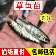 草鱼鱼苗活体淡水养殖草皖鱼苗半斤食蚊鱼大苗饲料四大家鱼草鱼苗 10条4-6厘米草鱼苗