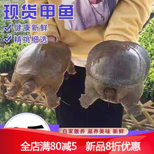 3斤活体放养王八团鱼食用滋补老鳖甲鱼鲜活水产 1500g 原味