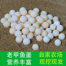 农家甲鱼蛋鲜活食用窝蛋王八蛋 60枚老甲鱼蛋