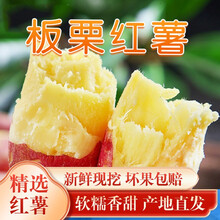 临潼板栗红薯 新鲜红薯地瓜烤板栗薯 5斤装