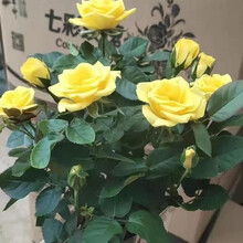 心卉如一 玫瑰花盆栽带花苞栽好带盆带花浓香型四季开花室内外月季花大花卉 黄色 原盆