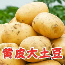 【超低价】新鲜黄心土豆批发大马铃薯小土豆现挖现发蔬菜5/10斤 5斤大果