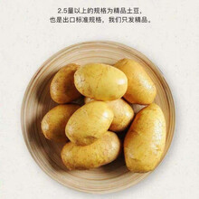 甘肃沙漠爆皮板栗马铃薯 新鲜农家现挖小土豆小洋芋营养好吃蔬菜 10斤 中土豆