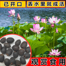 碗莲大型荷花种子池塘水养荷花四季莲藕室外盆栽莲花花籽观赏碗莲种籽 荷花种子混装1斤