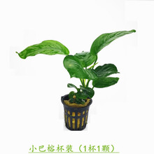 淡水鱼缸活体水草水榕系列大叶榕小榕巴榕迷你榕阴性造景无需CO2 灰色 小巴榕