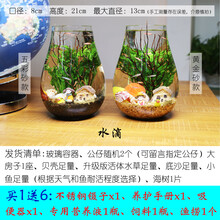 观赏生态瓶鱼微景观免换水免打理diy水族办公桌面创意造景鱼缸 水滴（五彩砂款）