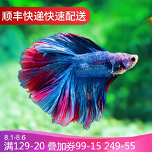 鱼官儿 泰国斗鱼 办公室客厅观赏斗鱼 热带淡水鱼水族活体宠物 混色系 半月1条（颜色随机）