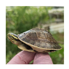 【活鲜】蟹爱 越南龟马来安布闭壳活体龟苗驼背龟 20-30克 一只 盒装