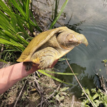 大王八甲鱼活体黄背野外放养老鳖鲜活中华鳖团鱼元鱼滋补 公甲鱼 1.8-1.9斤