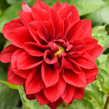 珂玮  百日草种子百日草花卉种子太阳花种子观花种子四季播易活草花种子 百日草混色 小丽花种子 50克