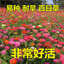 蝶沾花 花种子四季种易活百日草室外花籽种子夏季耐热耐旱花卉种子百日菊户外庭院阳台盆栽花种绿化花草种子 百日草 黄色 2千粒