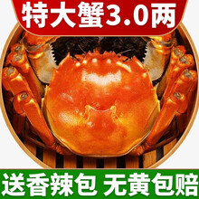 【活蟹】中阳湖大闸蟹鲜活 六月黄螃蟹 特大蟹鲜活海鲜  活物实体河蟹小螃蟹 六月黄（2.5-2.9两）6只