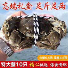 【活蟹】蟹锦美大闸蟹 现货鲜活特大螃蟹 活蟹公蟹可全母蟹活体 海鲜水产生鲜礼盒 公蟹5.5-5.8两母蟹4.5-4.8两5对10只