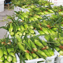 云南金银水果玉米8斤新鲜生吃甜玉米棒子粒粘糯黏苞谷米蔬菜