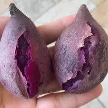 正宗越南小紫薯（现货现发）农家自种 粉糯地瓜紫心番薯板栗小香薯 代餐低脂粗粮 精品大果5斤