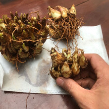 朵芮蜜重瓣纯白色浓香 晚香玉种球 多年生宿根庭院盆栽花卉多芽点 1中株(约4-8芽头)