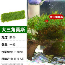 疯狂水草水草活体鱼缸水草鱼缸造景套餐真水草莫斯水榕沉木矮珍珠 【莫斯】 三角莫斯网片8*20cm