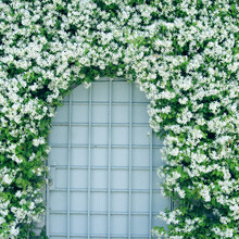 【虹越】芳香型爬藤花卉 意大利风车茉莉盆栽苗 花园庭院装饰香味植物 白风车 小2加仑