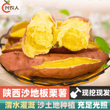 （现挖现发）陕西黄河滩板栗薯  沙地种植 地瓜 番薯 蔬菜 甜糯辅食 9斤