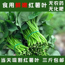 鲜嫩地瓜叶 海南三亚新鲜采摘3-4斤热带蔬菜番薯绿叶菜红薯叶 1500g