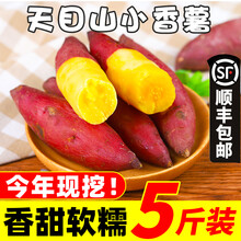 临安天目山小香薯5斤新鲜正宗板栗红薯小番薯10地瓜蜜小蕃薯地瓜 5斤 小果