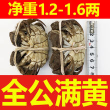 活鲜【冷链运输】母小螃蟹鲜活大闸蟹活体 毛蟹稻田蟹河蟹农直销15-60只欧登城娜 净重1.2-1.6两 8只装