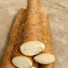 白玉山药新鲜粗大麻山药炒菜超好吃的蔬菜食品整箱 5斤实惠装粗白玉山药